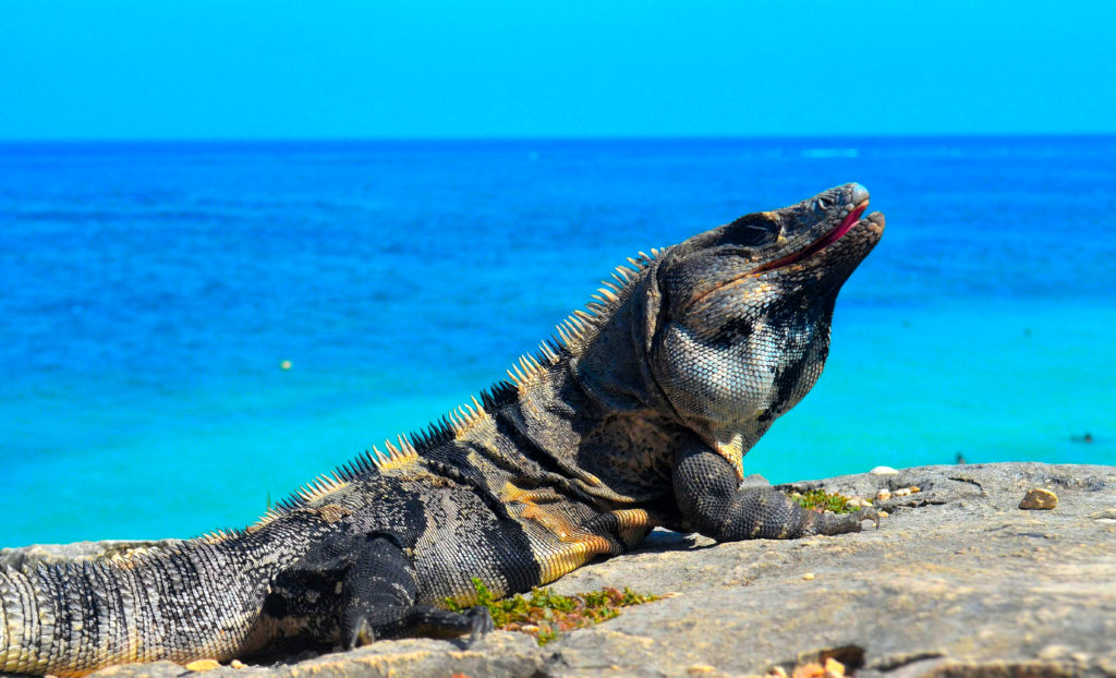 Iguana Cozumel